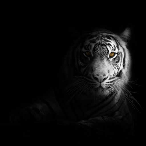 Profile picture of user Afzalshokh