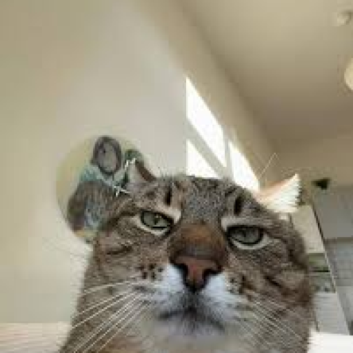 Profile picture of user Olimjonov Malik