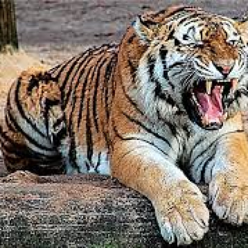 Profile picture of user sultonov mashhurbek