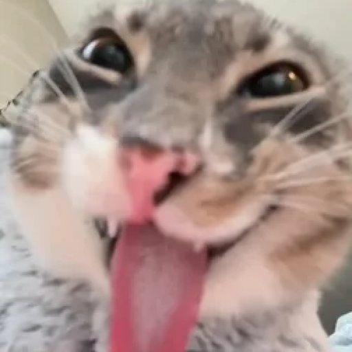 Profile picture of user zohirshoh komiljonov