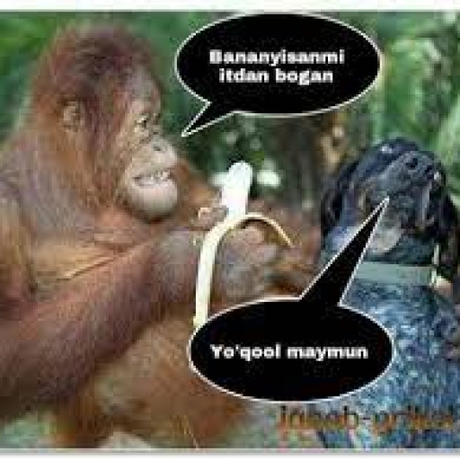 Profile picture of user bekmuhammed_2023