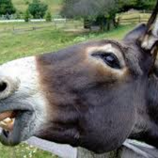 Profile picture of user Erkin Ashrapov