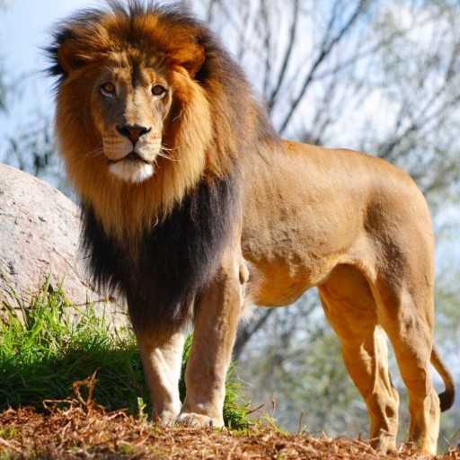 Profile picture of user xoltojiyev akobir