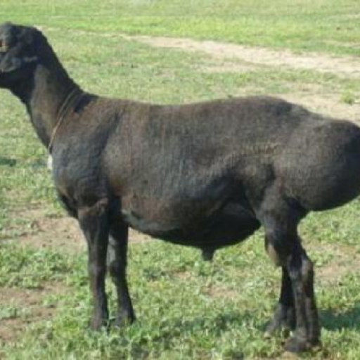 Profile picture of user Kamoliddin Turabayev