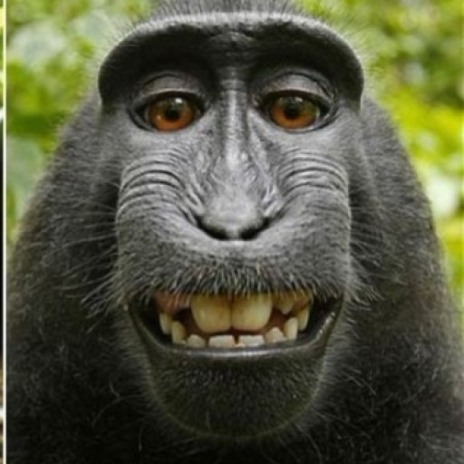 Profile picture of user Qurutov Elmurod