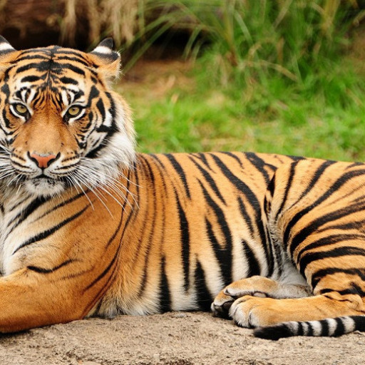 Profile picture of user Ochilov Suxrob