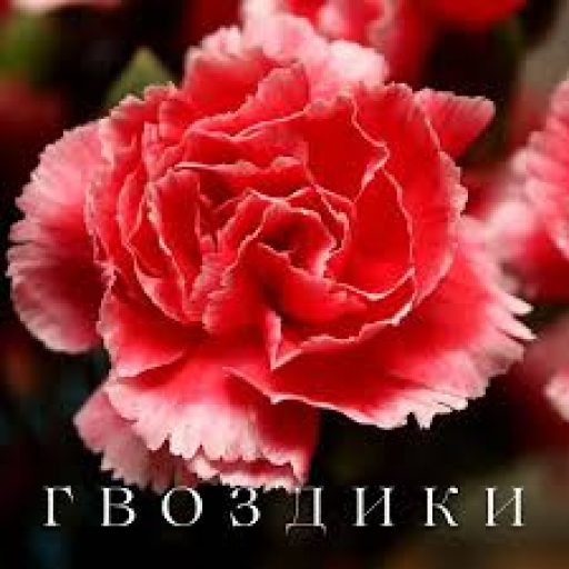 Profile picture of user 0707_alisher