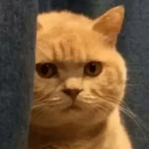 Profile picture of user Ravshan Shukurulloyev