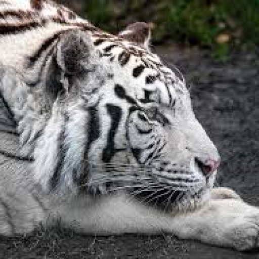 Profile picture of user 🦁💎 ꧁༒☬Diyor☬༒꧂ 💎🦁