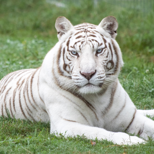 Profile picture of user 🐯🐅 ꧁༒☬Diyor☬༒꧂ 🐅🐯