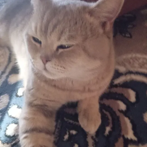 Profile picture of user Ezizbek