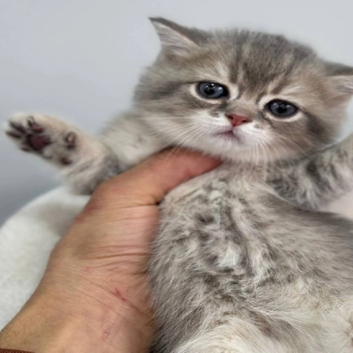 Profile picture of user Surojbek raximberganov