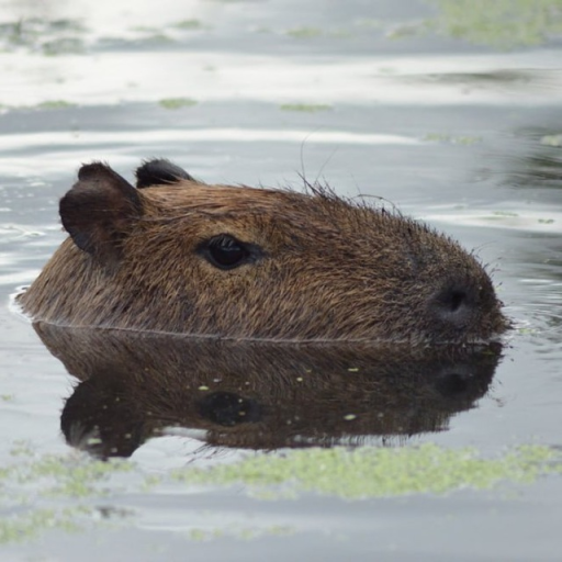 Profile picture of user Odilbek Madaminov