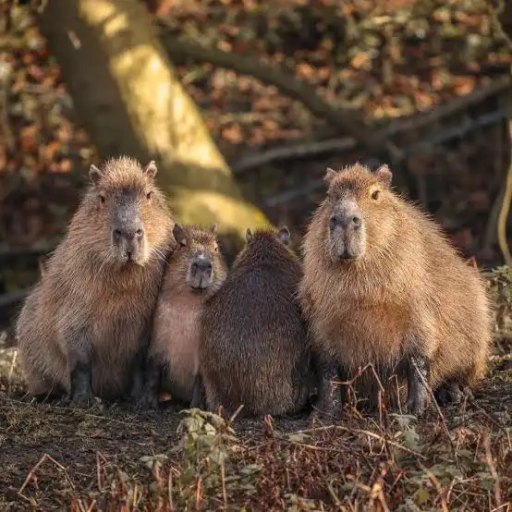 Profile picture of user begimpshamot