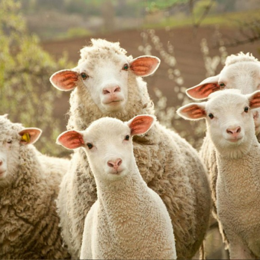 Profile picture of user Esanbayev Begzod