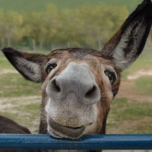 Profile picture of user Eshakbekova Eshakoy