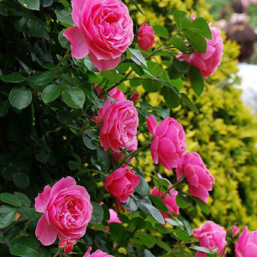 Profile picture of user Marjona  Samadova