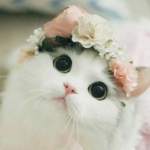 Profile picture of user Otabayeva Zilola