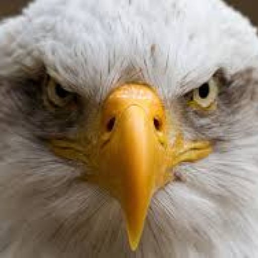 Profile picture of user Jalilov Jasur