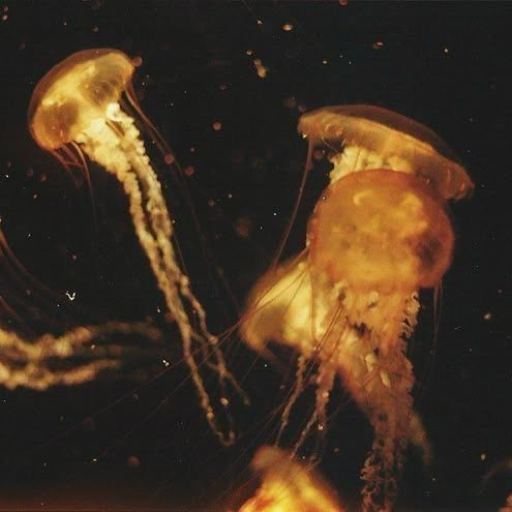 Profile picture of user Mirzayeva Kamila