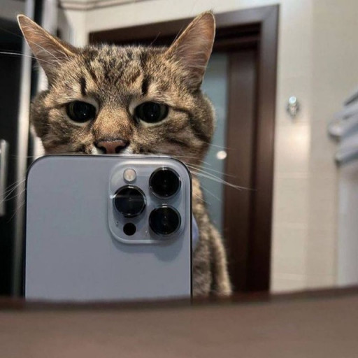 Profile picture of user mrcat.dev