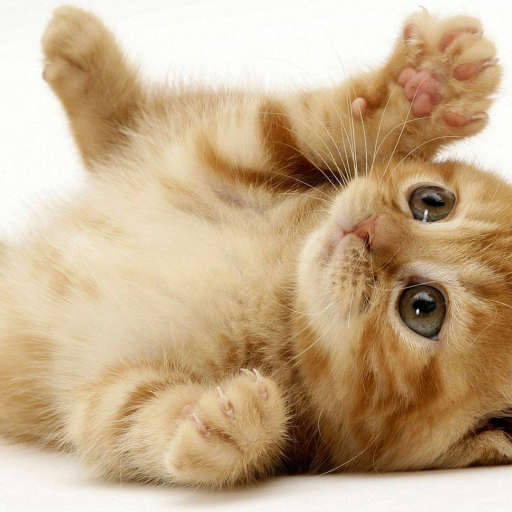 Profile picture of user abdusamatova hadicha