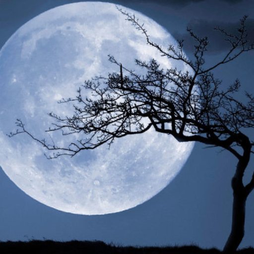 Profile picture of user silent.null