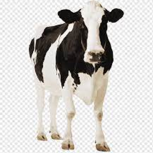 Profile picture of user Asal Alıjonova