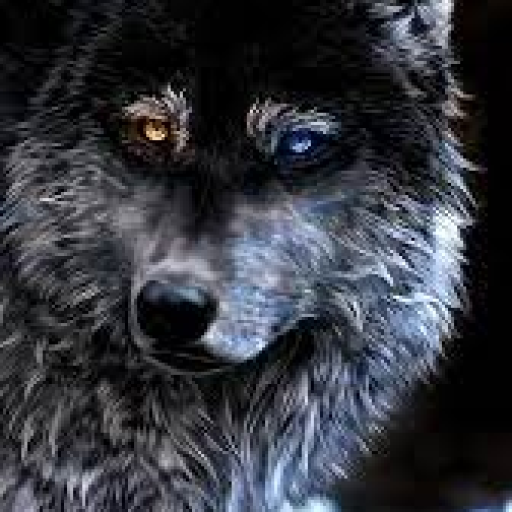 Profile picture of user Shoxrux Nuriddinov