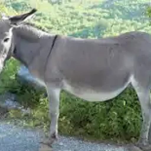 Profile picture of user Tojiyev Axror