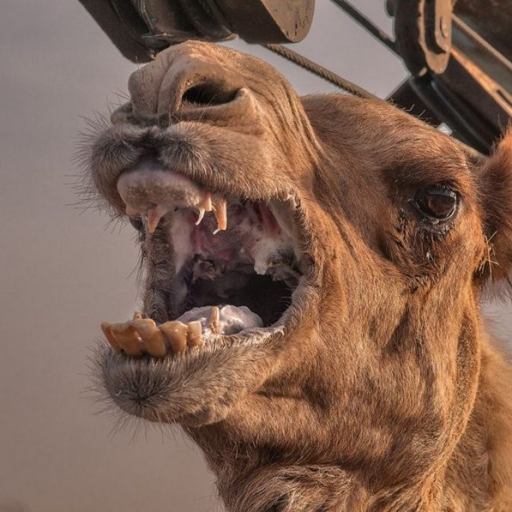 Profile picture of user Navruzbek