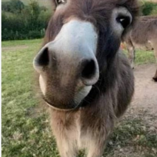 Profile picture of user axror_eshak masala uchun raxmat . Men Azizman 😆