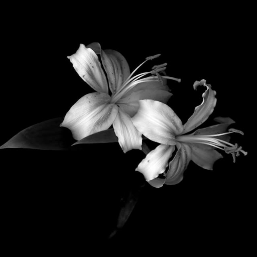 Profile picture of user Shaxina Oripova