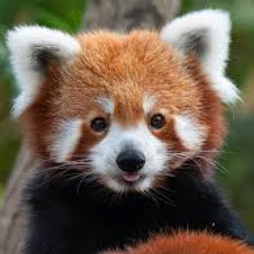 Profile picture of user Muxtorova dilnoza