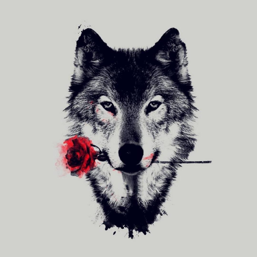 Profile picture of user Islom Nasimov