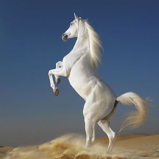 Profile picture of user Raxmatullayev diyorbek