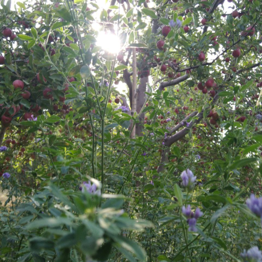 Profile picture of user Musurmanova Nozima