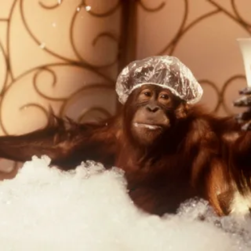 Profile picture of user bombardiro crocodilo