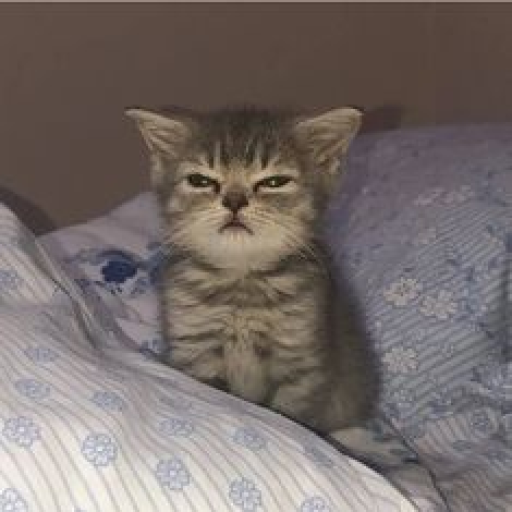 Profile picture of user Mansur