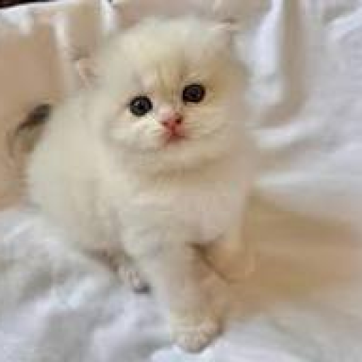 Profile picture of user umirzoqova laylo