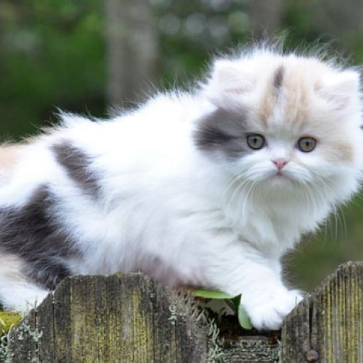 Profile picture of user yusupova laziza