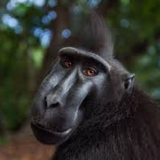 Profile picture of user Afzal Fazlidinov