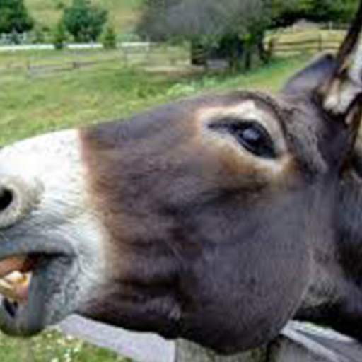 Profile picture of user abdullayev shavkat