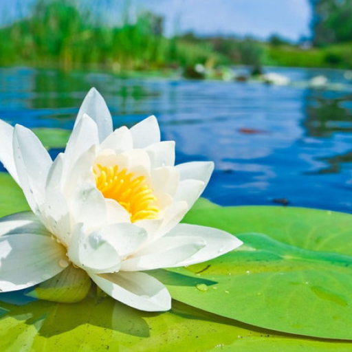 Profile picture of user Xolmatova Oydina