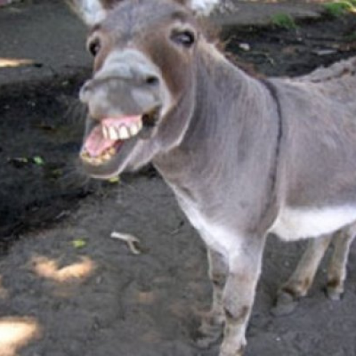 Profile picture of user Eshakova Eshakoybek