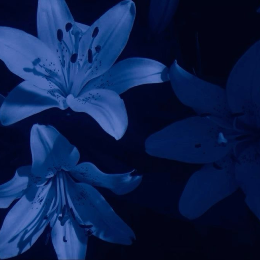 Profile picture of user Durdona Muhammadsoliyeva