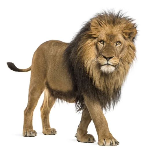 Profile picture of user Bozorov Dilshod