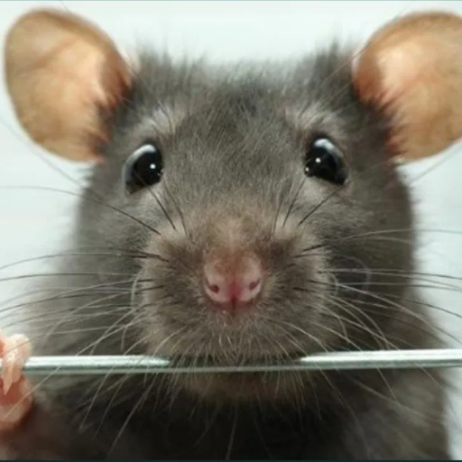 Profile picture of user Alixan