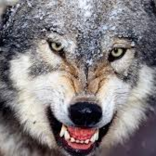 Profile picture of user safarov rahmatullo