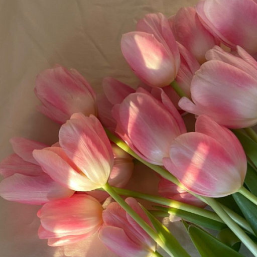 Profile picture of user xolisa begnazarova